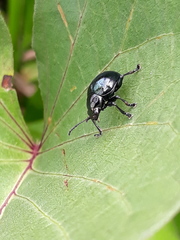 Typophorus