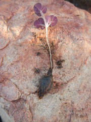 Oxalis algoensis