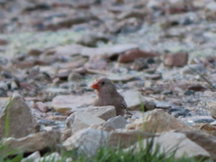 Bucanetes githagineus