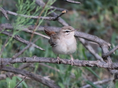 Cercotrichas galactotes