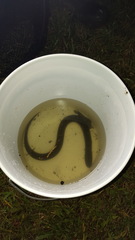 Amphiuma tridactylum