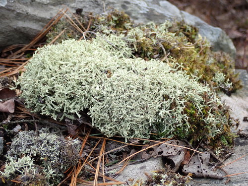 Thorn Lichen