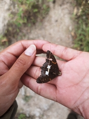 Epargyreus socus orizaba