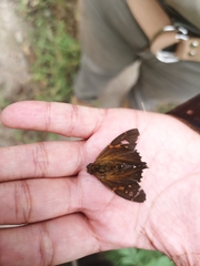 Epargyreus socus orizaba