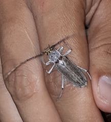 Gnaphalodes trachyderoides