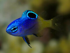 Tracey's Damselfish photo 2