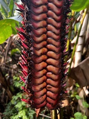 Heliconia mariae image