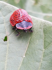 Botanochara impressa