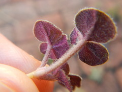Oxalis algoensis