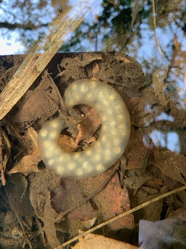 Tokyo Salamander, Hynobius tokyoensis