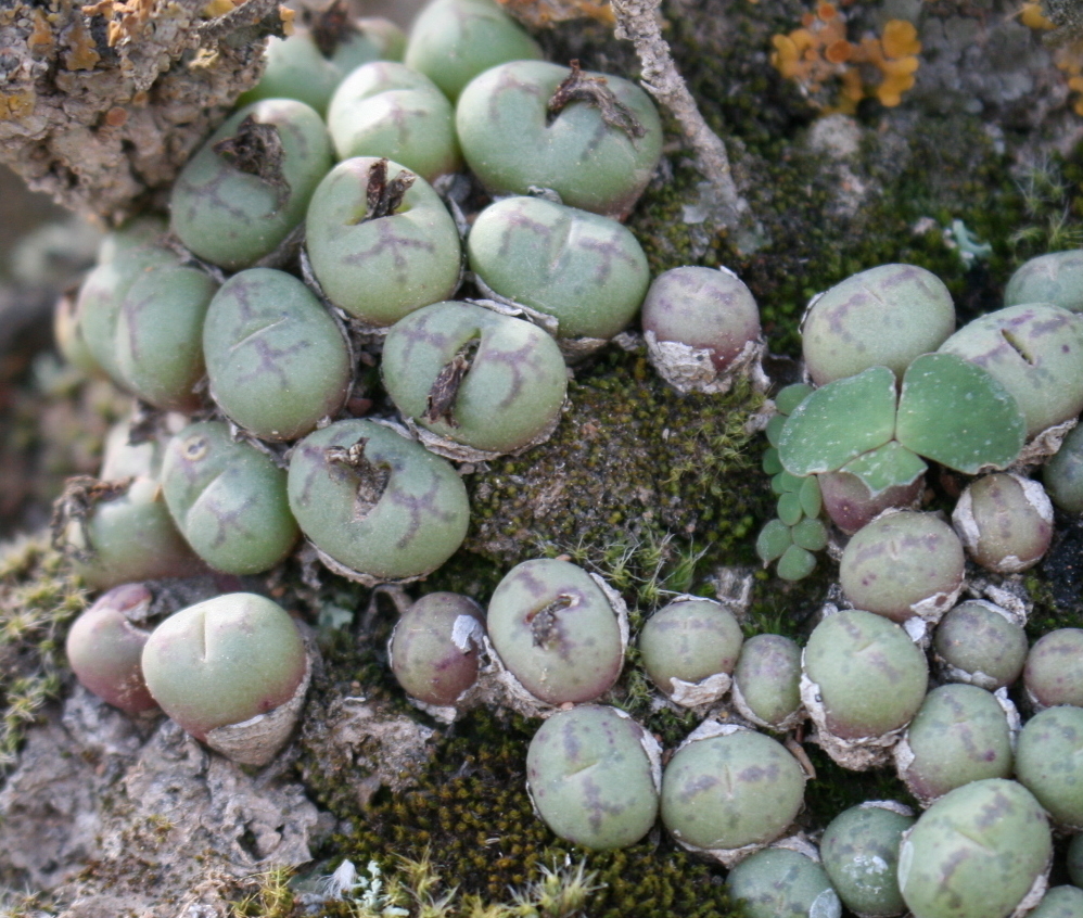 Fig Buttons (Conophytum ficiforme) - Botanical Realm