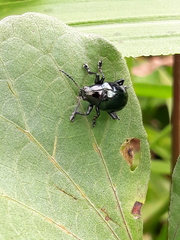 Typophorus