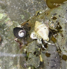 Pagurus novizealandiae