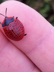 Botanochara impressa