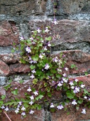 Cymbalaria muralis