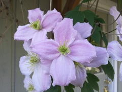 Clematis montana