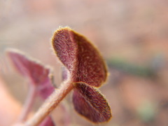 Oxalis algoensis