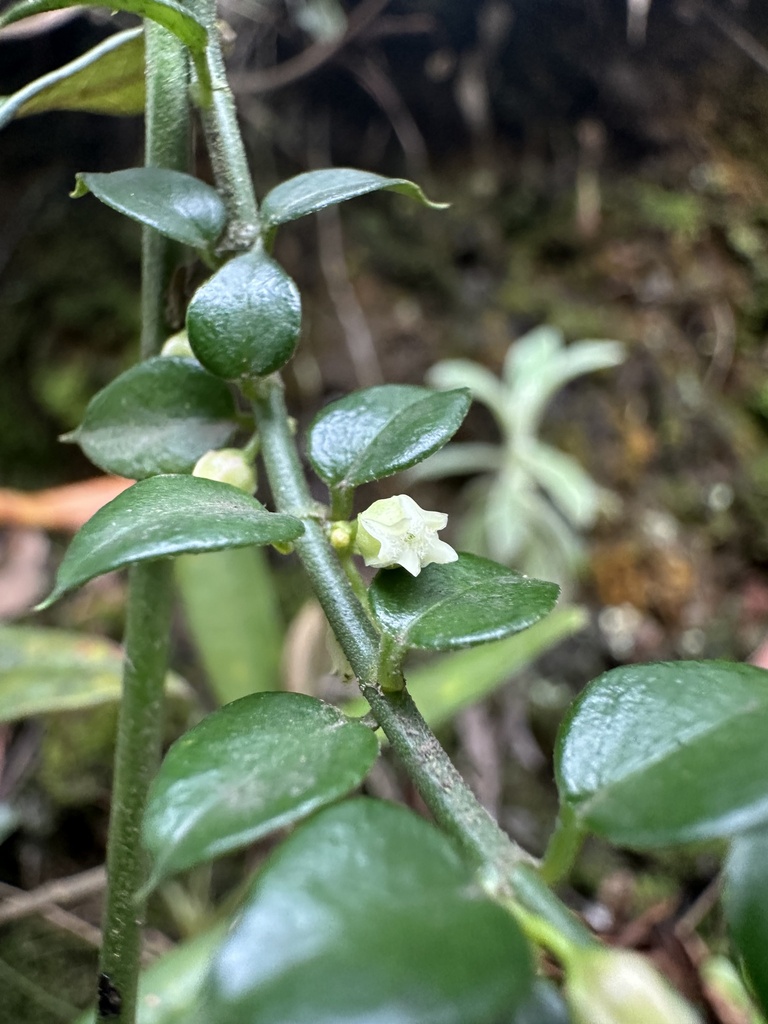 Scyphostelma granatensis