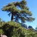 Pinus nigra laricio - Photo (c) David Renoult, μερικά δικαιώματα διατηρούνται (CC BY-NC), uploaded by David Renoult