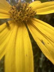 Bidens rubifolia, photograph (c) Nicolás Baresch Uribe, some rights reserved (CC BY)