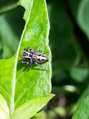 Aphirape misionensis