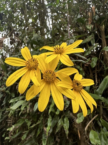 Bidens rubifolia, photograph 5
