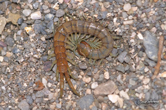 Akymnopellis