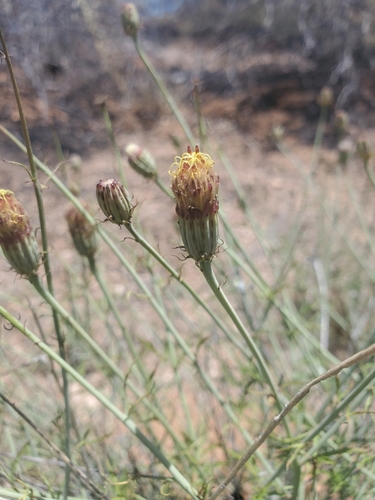 Image of Adenophyllum porophylloides by (c) Mary Lata, some rights reserved (CC BY)