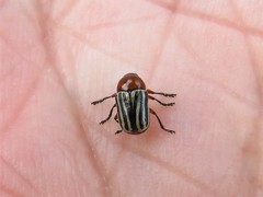 Cryptocephalus confluentus