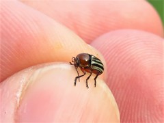 Cryptocephalus confluentus