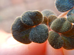 Oxalis algoensis