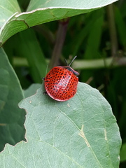Botanochara impressa