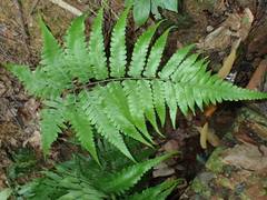 Diplazium taiwanense