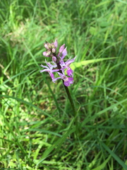 Dactylorhiza maculata