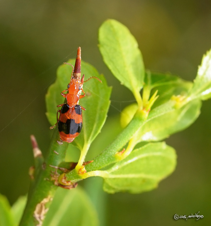 Euproctinus fasciatus