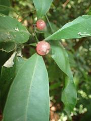 Glycosmis parviflora