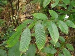 Swietenia macrophylla