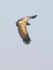 Indian Vulture photo 4