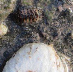 Sypharochiton sinclairi