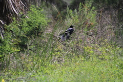 Quiscalus major