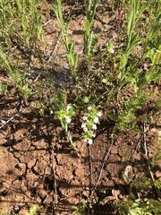 Acanthomintha ilicifolia