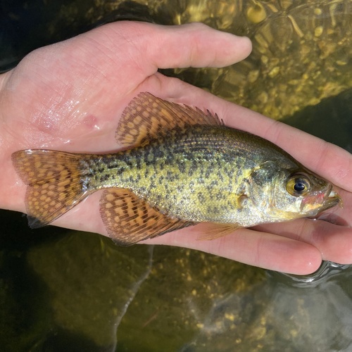 Black Crappie