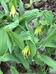 Uvularia