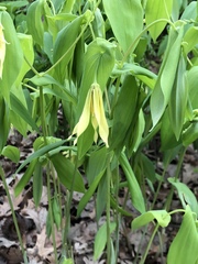 Uvularia