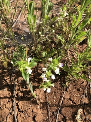 Acanthomintha ilicifolia
