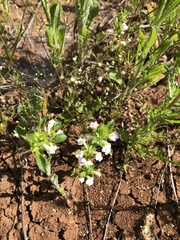 Acanthomintha ilicifolia
