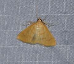 Helvibotys helvialis