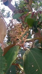 Miconieae