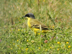 Motacilla flava thunbergi