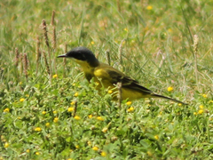 Motacilla flava thunbergi